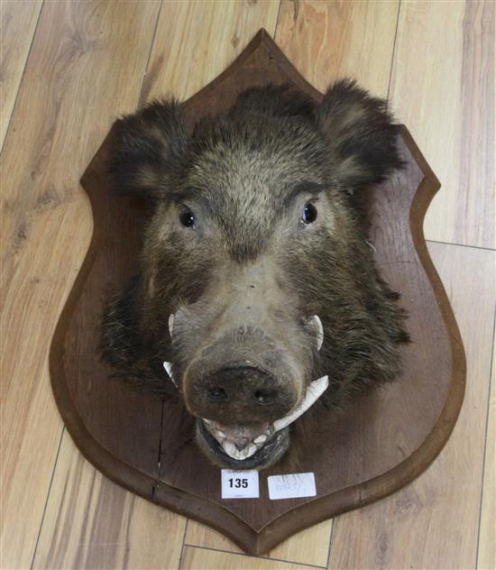 A boars head on shield